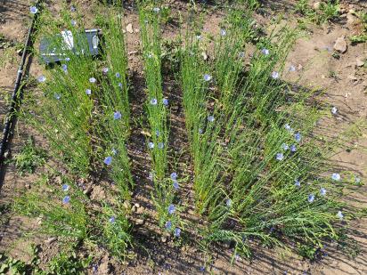 Click for 8 image(s) for this accession.